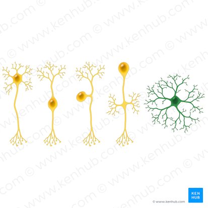 Neurone anaxonique (Neuron anaxonicum); Image : Paul Kim