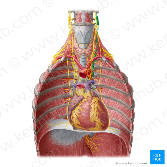 Left sympathetic trunk (Truncus sympathicus sinister); Image: Yousun Koh