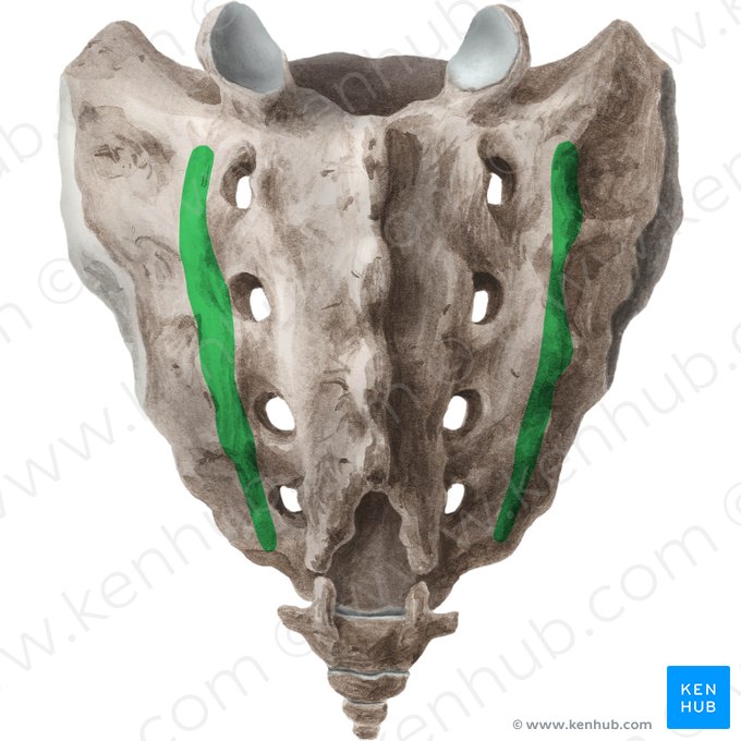 Lateral sacral crest (Crista sacralis lateralis); Image: Liene Znotina