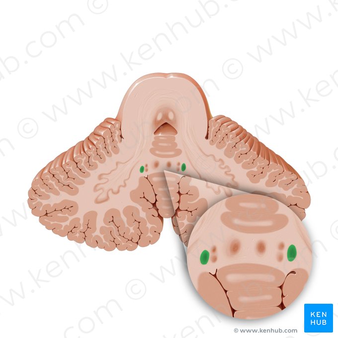 Emboliform nucleus (Nucleus emboliformis); Image: Paul Kim