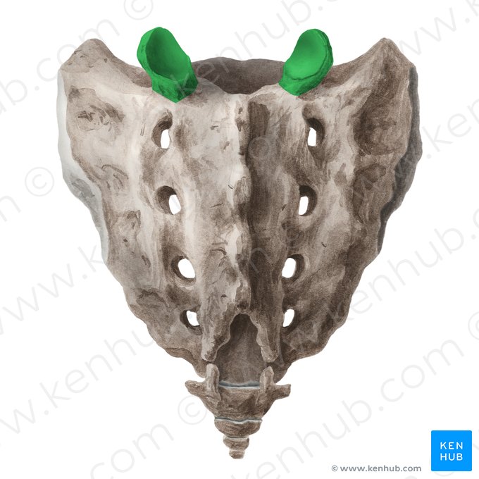 Superior articular process of sacrum (Processus articularis superior sacri); Image: Liene Znotina