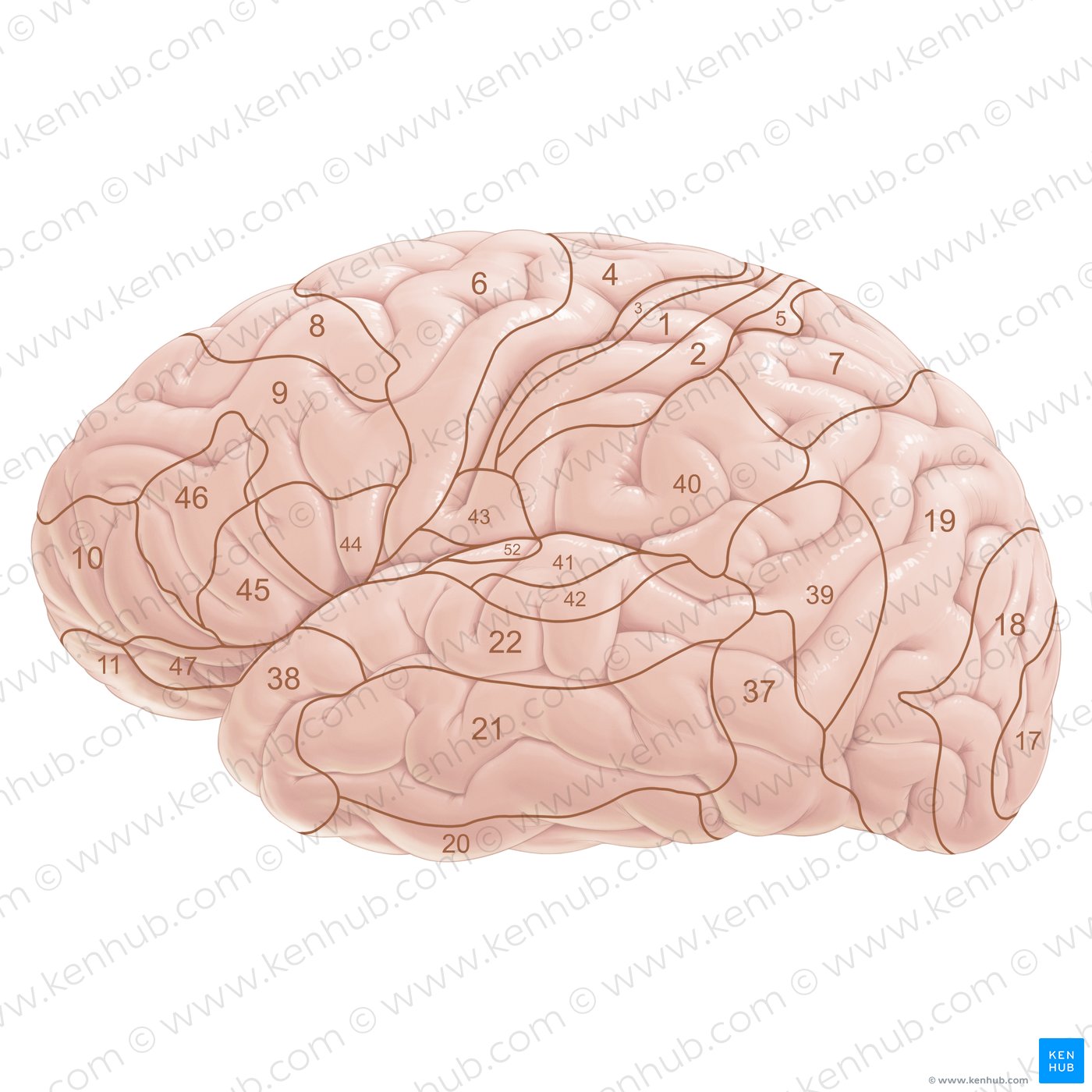Brodmann areas (lateral view)