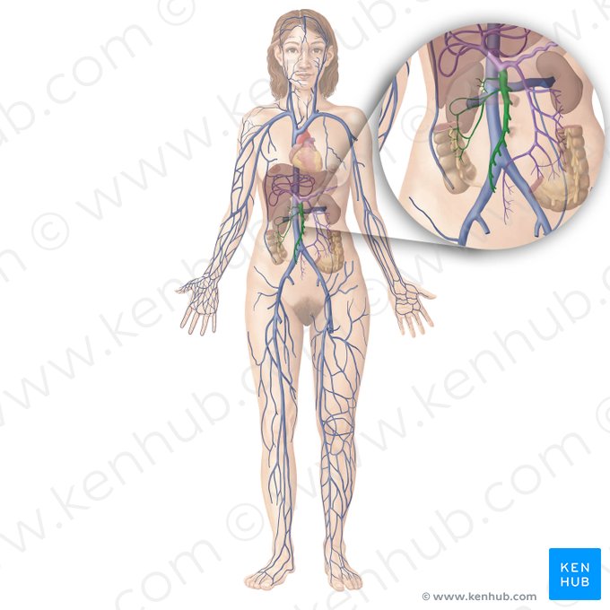 Superior mesenteric vein (Vena mesenterica superior); Image: Begoña Rodriguez
