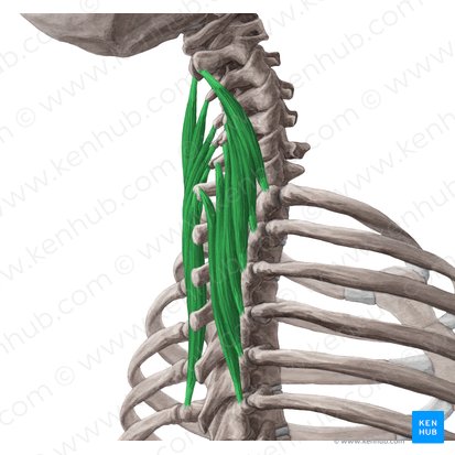 Musculus semispinalis cervicis (Halbdornmuskel des Halses); Bild: Yousun Koh