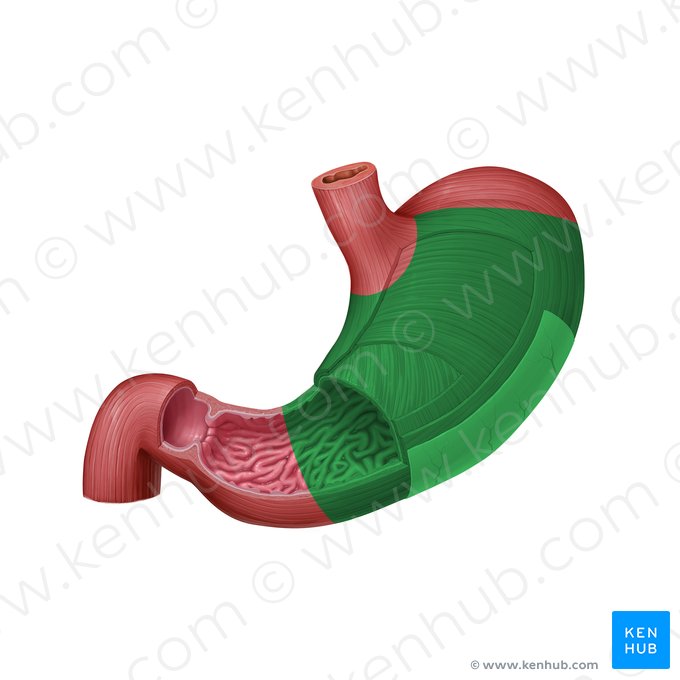 Body of stomach (Corpus gastris); Image: Paul Kim