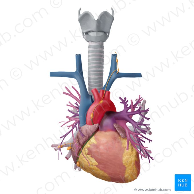 Right coronary lymphatic trunk (Truncus lymphaticus coronarius dexter); Image: Begoña Rodriguez