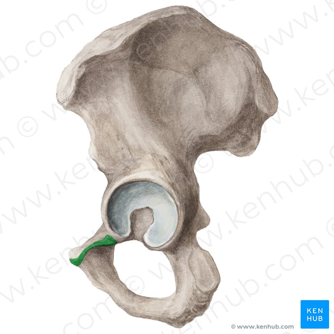 Crista obturatoria ossis pubis (Verschlussleiste des Schambeins); Bild: Liene Znotina