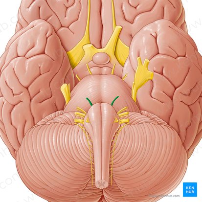 Abducens nerve (Nervus abducens); Image: Paul Kim