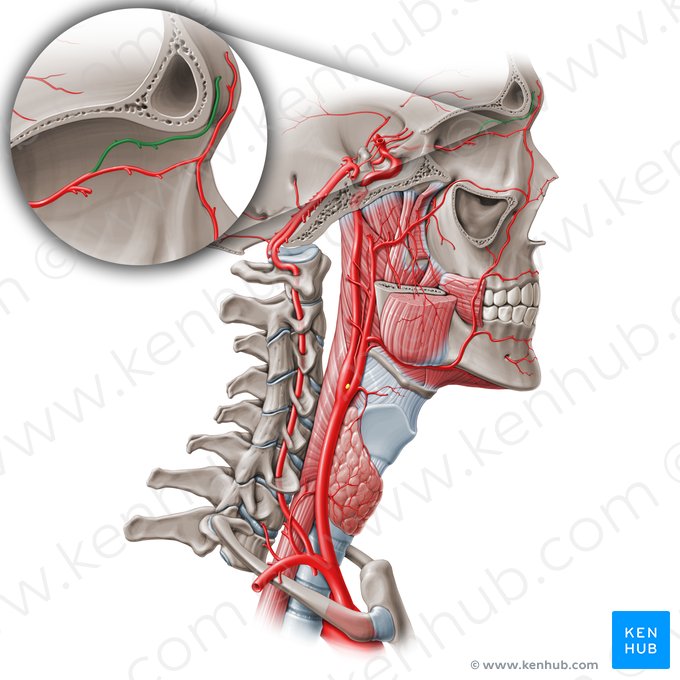 Supraorbital artery (Arteria supraorbitalis); Image: Paul Kim