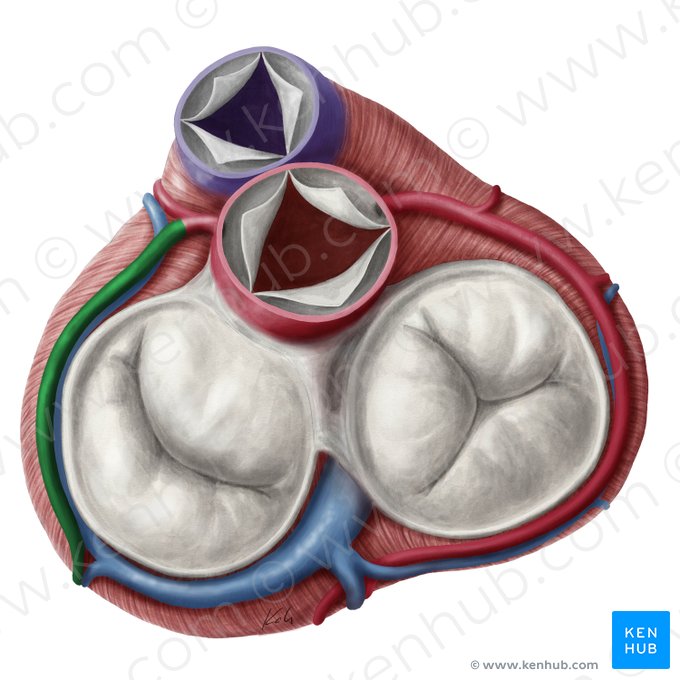 Arteria circumflexa cordis (Zirkumflexast der linken Herzkranzarterie); Bild: Yousun Koh