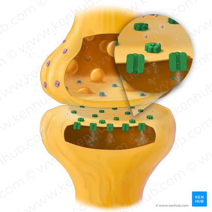 Neuroreceptor; Image: Tal Bavli Ziv