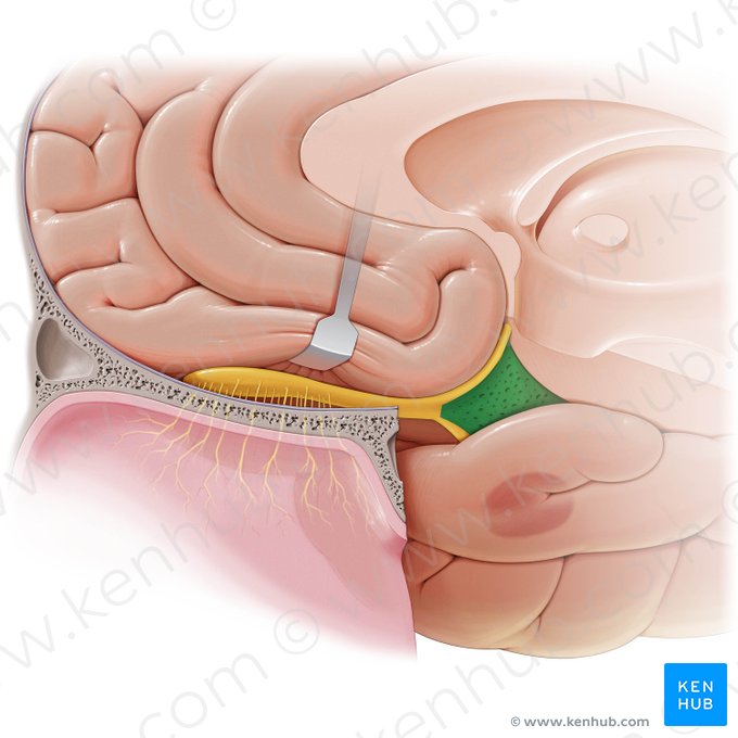 Anterior perforated substance (Substantia perforata anterior); Image: Paul Kim