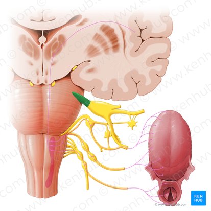 Trigeminal nerve (Nervus trigeminus); Image: Paul Kim