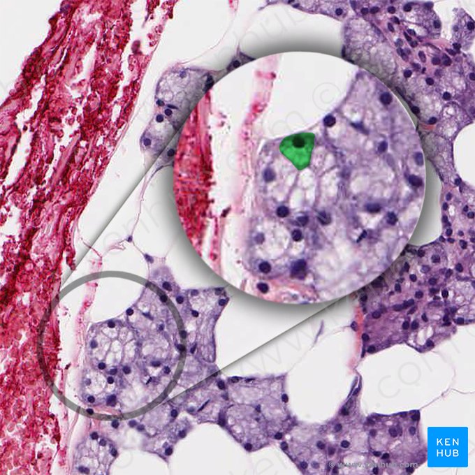 Serous acinar cell (Serocytus); Image: 