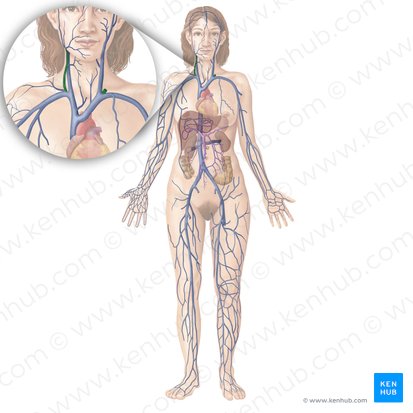 Vena jugularis externa (Äußere Drosselvene); Bild: Begoña Rodriguez