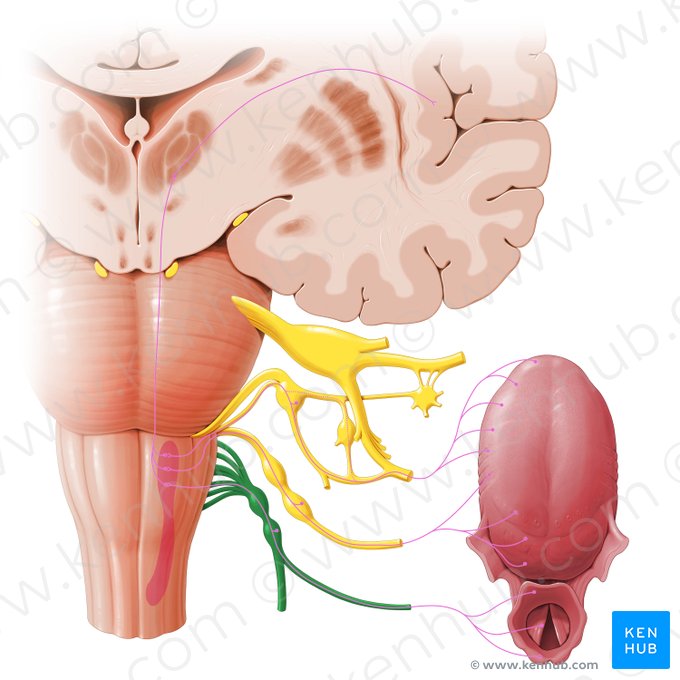 Nervio vago (Nervus vagus); Imagen: Paul Kim