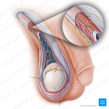 Vena cremasterica (Kremastervene); Bild: Paul Kim