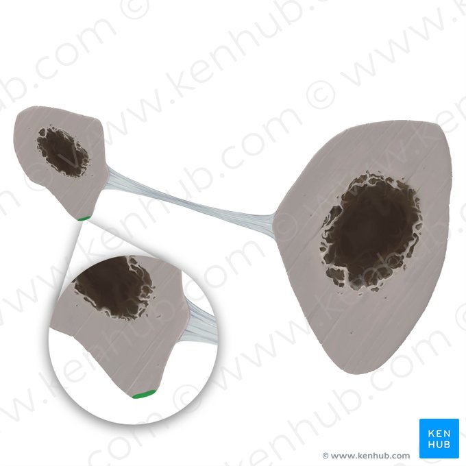 Margo anterior fibulae (Vorderrand des Wadenbeins); Bild: Tal Bavli Ziv
