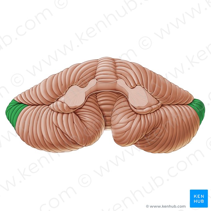 Inferior semilunar lobule (Lobulus semilunaris inferior); Image: Paul Kim