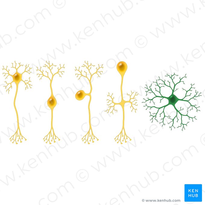 Neuron anaxonicum (Anaxonisches Neuron); Bild: Paul Kim