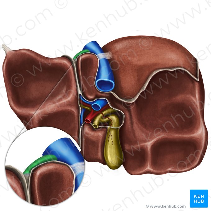 Hepatic veins (Venae hepaticae); Image: Irina Münstermann