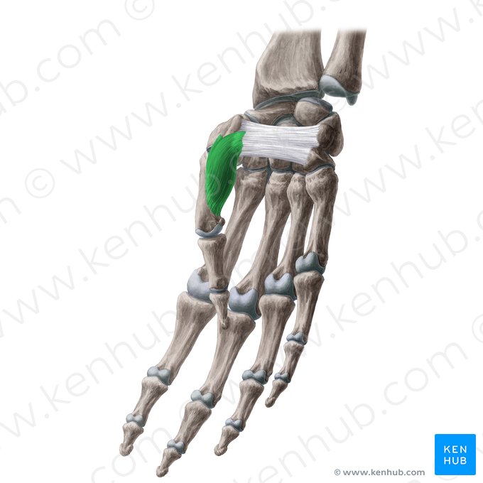 Opponens pollicis muscle (Musculus opponens pollicis); Image: Yousun Koh