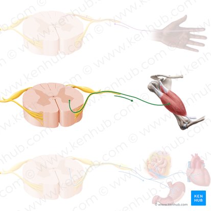 Motor neuron (Motoneuron); Image: Paul Kim