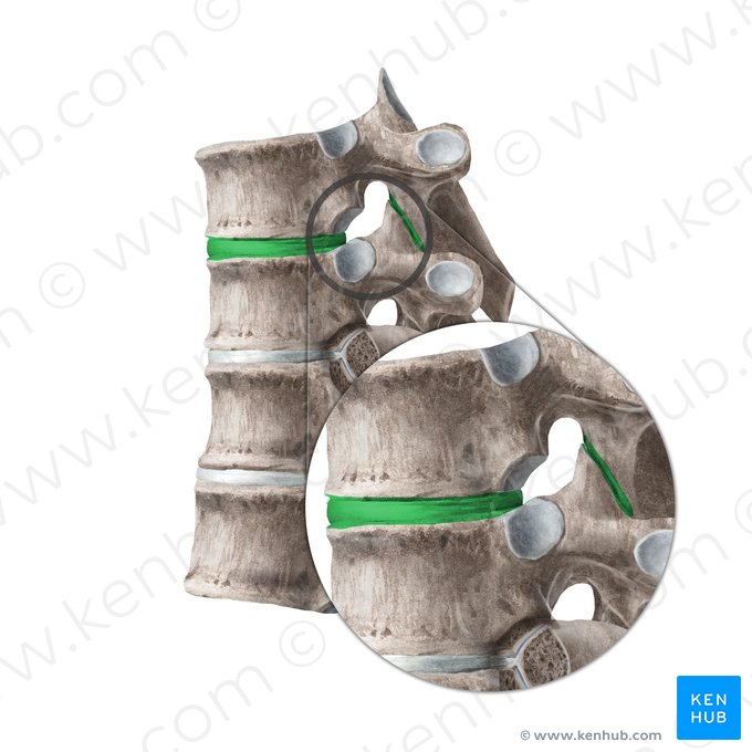Articulationes intervertebrales (Zwischenwirbelgelenke); Bild: Begoña Rodriguez