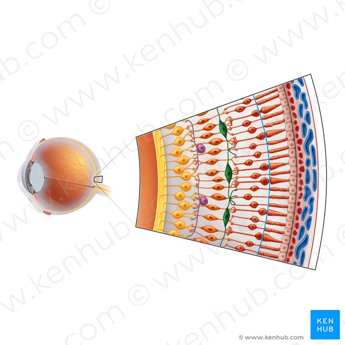 Célula horizontal de la retina (Neuron horizontale retinae); Imagen: Irina Münstermann