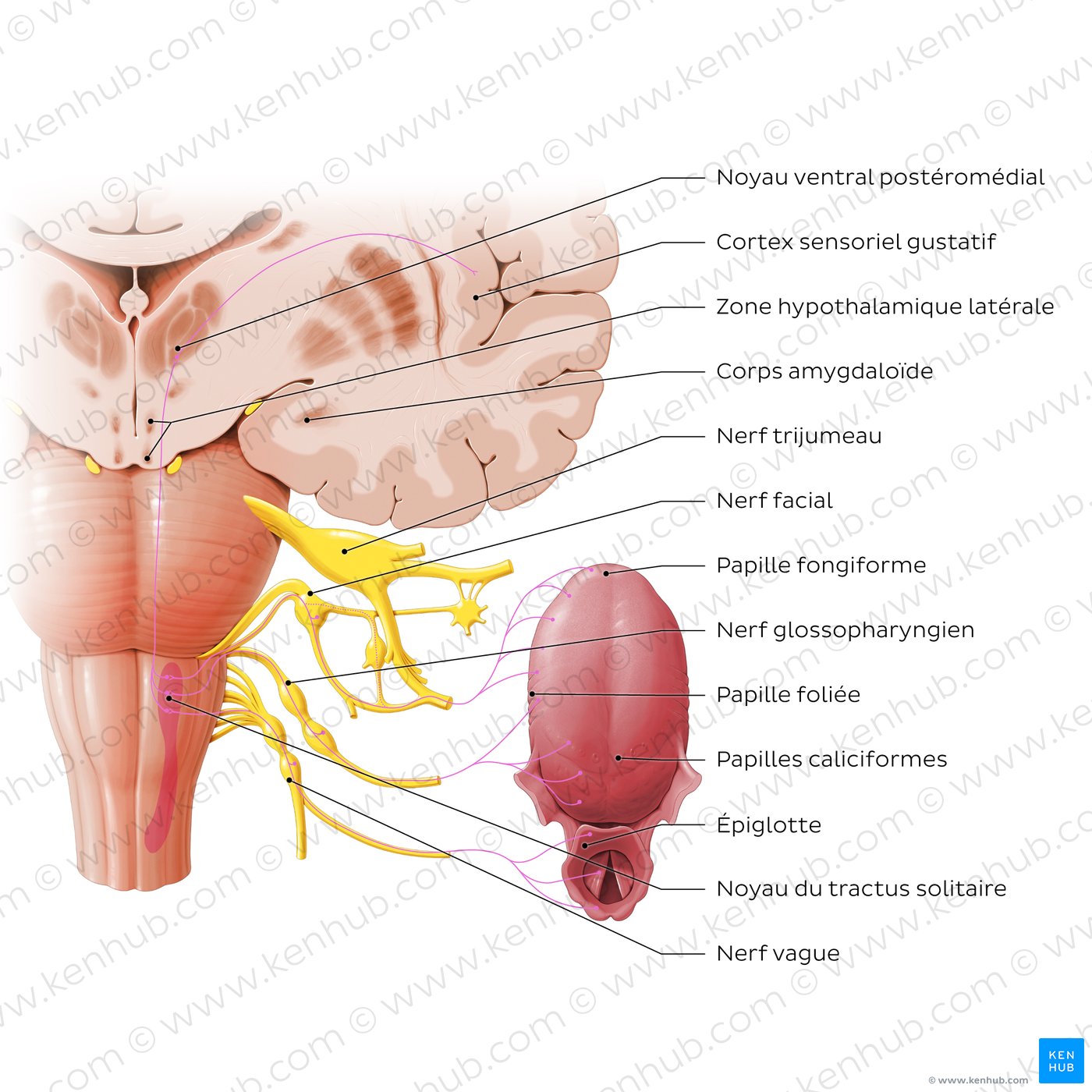 Anatomy of taste pathway (diagram)