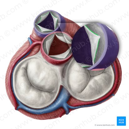 Lunules des feuillets semi-lunaires de la valve pulmonaire (Lunulae valvularum semilunarium valvae trunci pulmonalis); Image : Yousun Koh