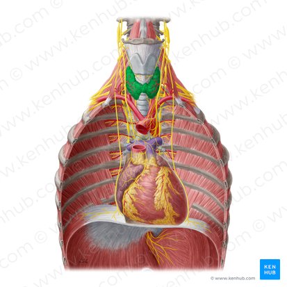 Thyroid gland (Glandula thyroidea); Image: Yousun Koh