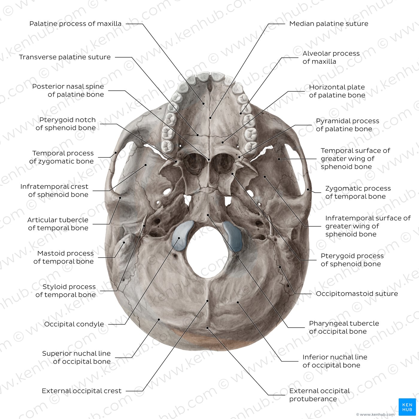 Inferior view of base of the skull