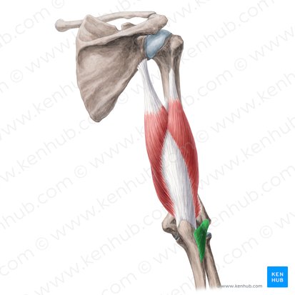 Musculus anconeus (Knorrenmuskel); Bild: Yousun Koh