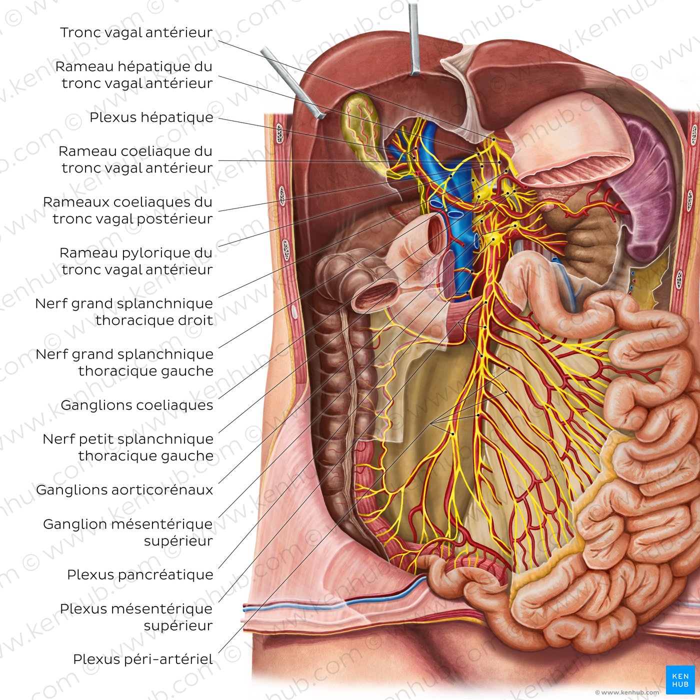 Innervation of the small intestine