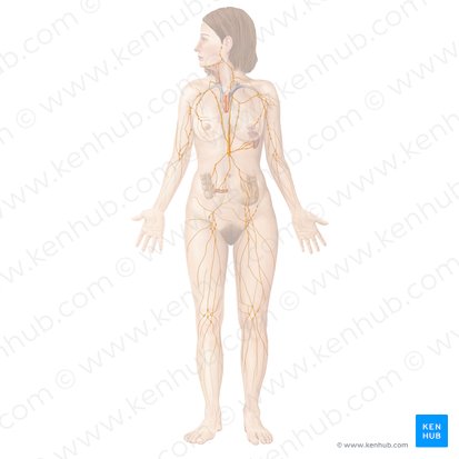 Lymphatic system; Image: Begoña Rodriguez