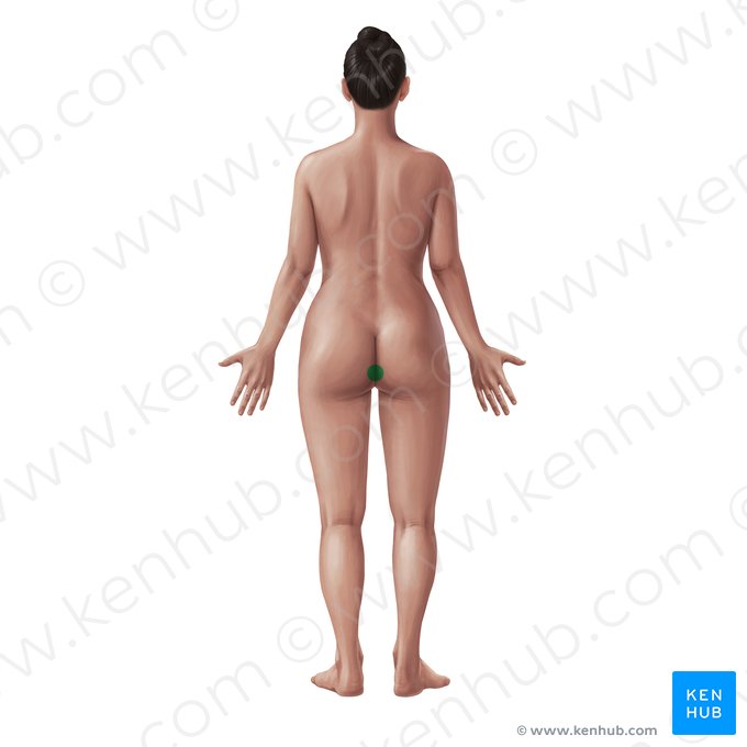 Anal region (Regio analis); Image: Paul Kim