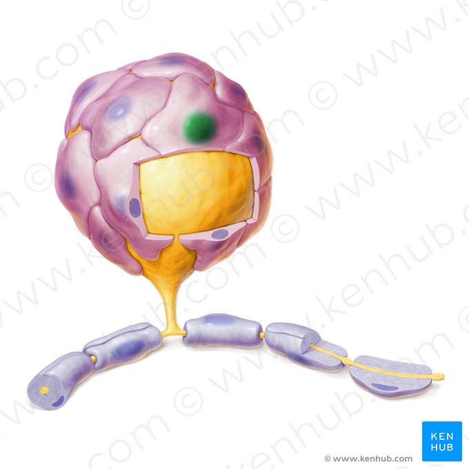 Núcleo de célula satélite (Nucleus gliocyti ganglionici); Imagen: Paul Kim