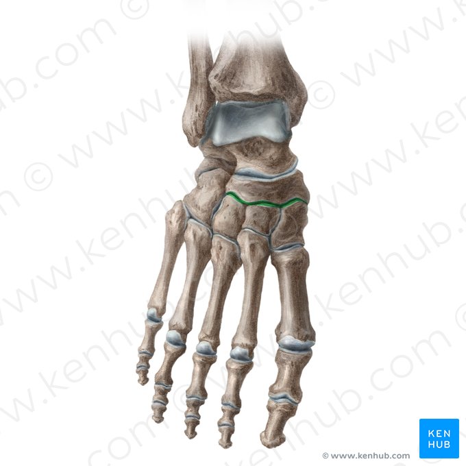 Cuneonavicular joint (Articulatio cuneonavicularis); Image: Liene Znotina