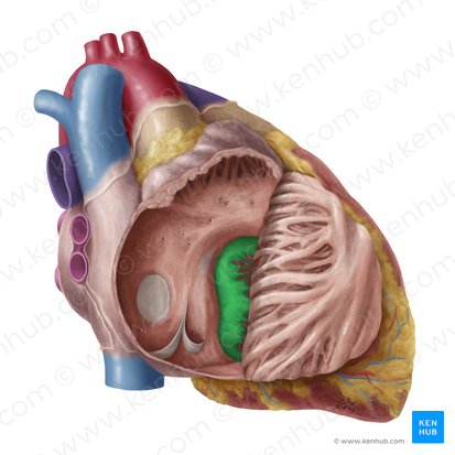 Right atrioventricular valve (Valva atrioventricularis dextra); Image: Yousun Koh