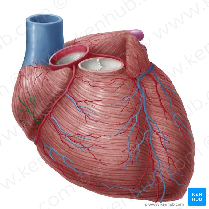 Ramus atrialis arteriae coronariae dextrae (Vorhofast der rechten Herzkranzarterie); Bild: Yousun Koh