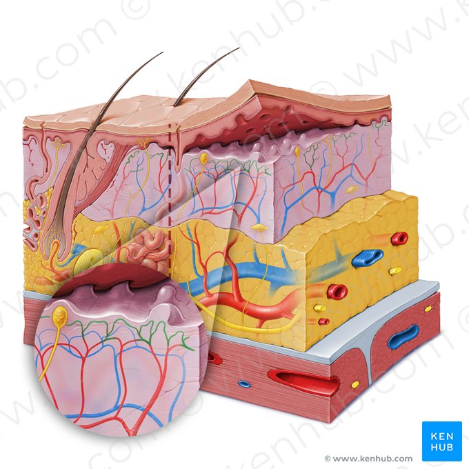 Plexo arterial subpapilar (Rete arteriosum subpapillare); Imagem: Paul Kim