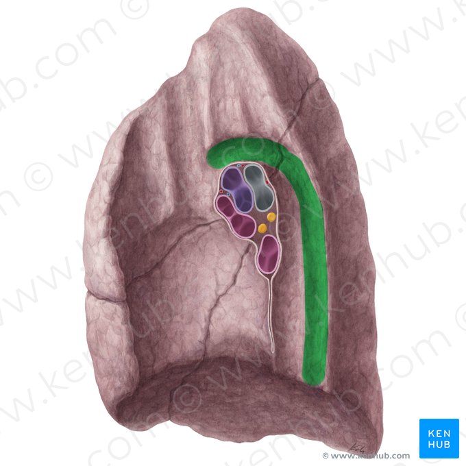 Impressio venae azygos pulmonis dextri (Abdruck der Azygosvene der rechten Lunge); Bild: Yousun Koh