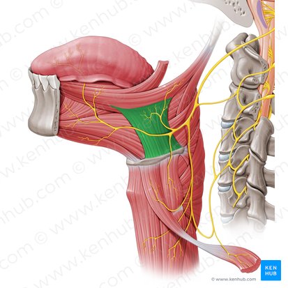 Hyoglossus muscle (Musculus hyoglossus); Image: Paul Kim
