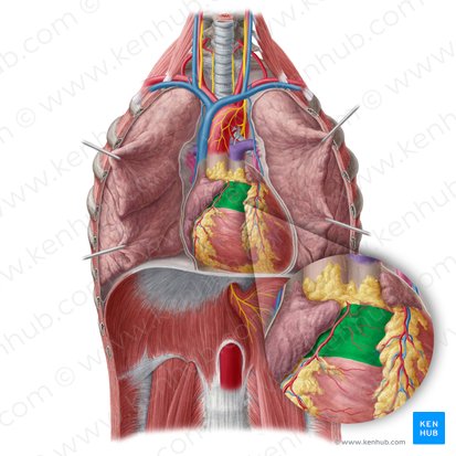 Conus arteriosus; Image: Yousun Koh