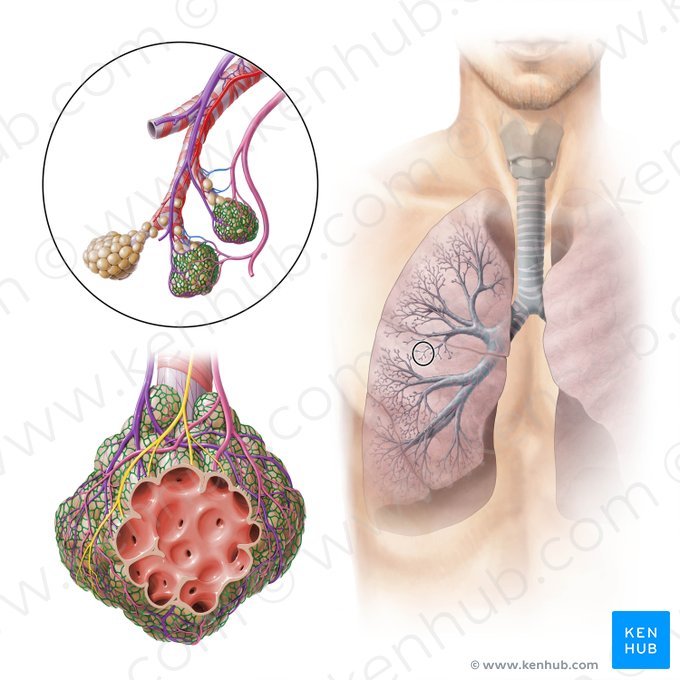 Pulmonary capillary (Vas capillare pulmonalis); Image: Paul Kim