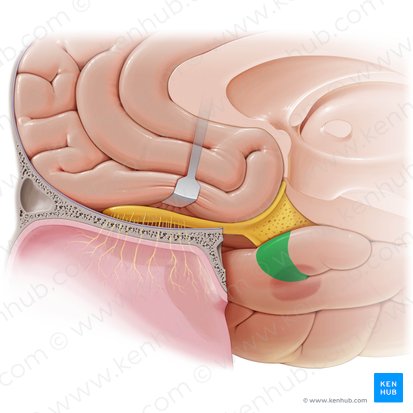 Ambient gyrus (Gyrus ambiens); Image: Paul Kim