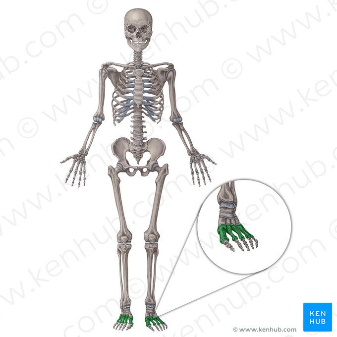 Metatarsal bones (Ossa metatarsi); Image: Irina Münstermann
