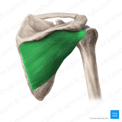 Musculus infraspinatus (Untergrätenmuskel); Bild: Yousun Koh