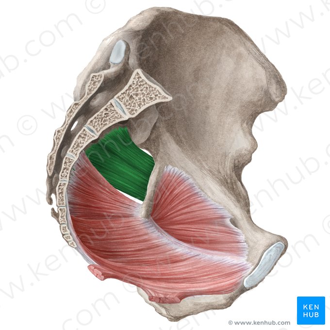 Músculo piriforme (Musculus piriformis); Imagem: Liene Znotina